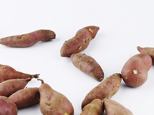 포토 JPG 스튜디오촬영 음식 채소 식재료 뿌리채소 실내 사람없음 농작물 여러개 신선 고구마 국내포토 다수 농업 파일형식