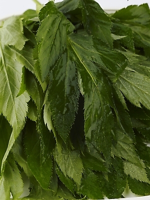 포토 JPG 스튜디오촬영 음식 채소 식재료 실내 사람없음 세로 초록색 농작물 신선 신선초 국내포토 컬러 농업 파일형식