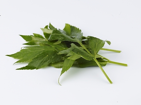 포토 JPG 스튜디오촬영 음식 채소 식재료 실내 누끼 사람없음 가로 초록색 농작물 신선 신선초 국내포토 컬러 농업 파일형식