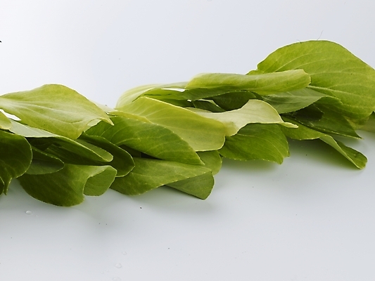 포토 JPG 스튜디오촬영 음식 채소 식재료 실내 근접촬영 사람없음 가로 초록색 농작물 신선 청경채 국내포토 뷰포인트 컬러 농업 파일형식