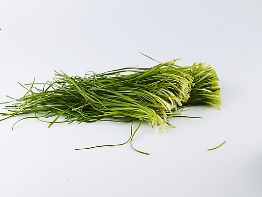 포토 JPG 스튜디오촬영 음식 채소 식재료 실내 근접촬영 사람없음 초록색 농작물 신선 부추 국내포토 뷰포인트 컬러 농업 파일형식