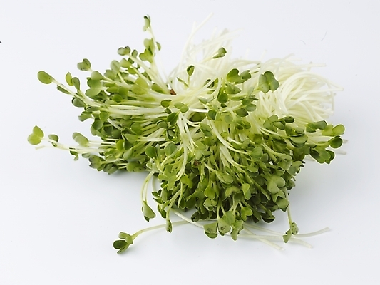 포토 JPG 스튜디오촬영 음식 채소 식재료 실내 누끼 사람없음 초록색 농작물 신선 무순 국내포토 컬러 농업 내부 새싹채소 파일형식