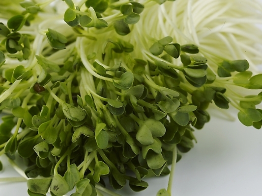 포토 JPG 스튜디오촬영 음식 채소 식재료 실내 근접촬영 사람없음 초록색 농작물 신선 무순 국내포토 뷰포인트 컬러 농업 내부 새싹채소 파일형식