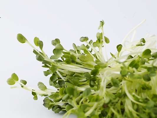 포토 JPG 스튜디오촬영 음식 채소 식재료 실내 근접촬영 사람없음 초록색 농작물 신선 무순 국내포토 뷰포인트 컬러 농업 내부 새싹채소 파일형식