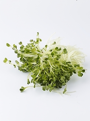 포토 JPG 스튜디오촬영 음식 채소 식재료 실내 누끼 사람없음 초록색 농작물 신선 무순 국내포토 컬러 농업 내부 새싹채소 파일형식