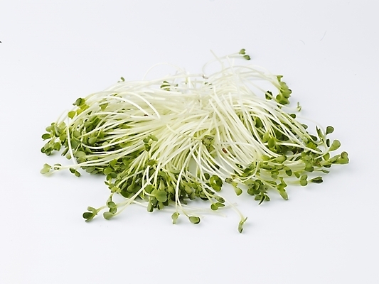 포토 JPG 스튜디오촬영 음식 채소 식재료 실내 누끼 사람없음 초록색 농작물 신선 무순 국내포토 컬러 농업 내부 새싹채소 파일형식