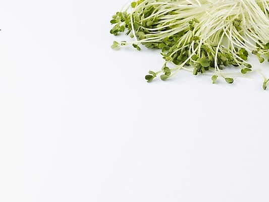 포토 JPG 스튜디오촬영 음식 채소 식재료 실내 사람없음 가로 초록색 농작물 신선 무순 국내포토 컬러 농업 내부 새싹채소 파일형식