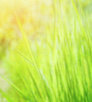 포토 JPG 해외이미지 식물 계절 백그라운드 컨셉 잎 패턴 밭 자연 벽지 추상 건강 잔디 사람없음 야외 초록색 햇빛 환경 정원 맑음 봄 성장 신선 허브 에코 질감 내추럴 블러 생태학 스타일 그리너리 효과 해외202004 해외포토 교육 컬러 무늬 농업 날씨 태양 생태계 파일형식 트랜드컬러