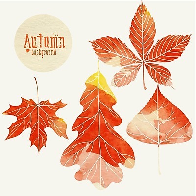 EPS 해외이미지 식물 백그라운드 단풍 잎 일러스트 자연 수채화 사람없음 빨간색 노란색 가을 밤 해외202004 해외일러스트 계절 컬러 견과류 생태계 파일형식 벡터