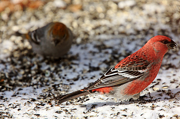 포토 JPG 해외이미지 겨울 자연 조류 사람없음 빨간색 소나무 부리 해외202004 해외포토 나무 동물 계절 컬러 생태계 파일형식