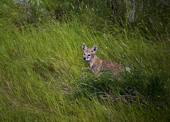 포토 JPG 해외이미지 응시 야생동물 새끼 캐나다 사람없음 야외 갈색 코트 황무지 닫기 먹이 육식동물 해외202004 해외포토 동물 시선 컬러 북아메리카 모션 외투 파일형식