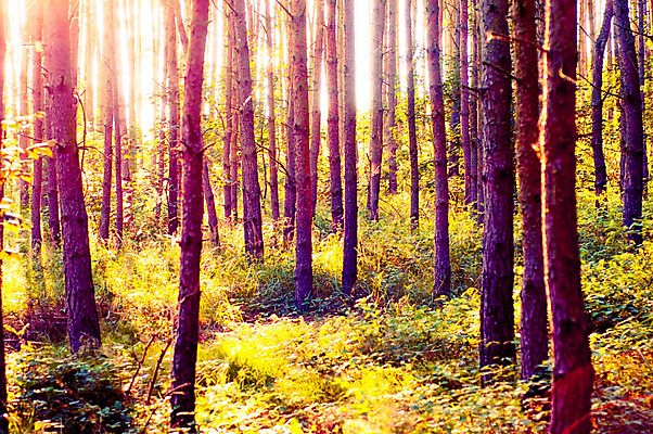 포토 JPG 해외이미지 나무 계절 공원 백그라운드 잎 자연 아침 풍경 사람없음 야외 목재 초록색 여름 빛 햇빛 태양 일출 환경 맑음 봄 안개 광선 나뭇가지 시골 숲 열대우림 내추럴 삼림지대 해외202004 해외포토 주간 자연요소 식물 공공시설 컬러 재료 날씨 노을 생태계 파일형식