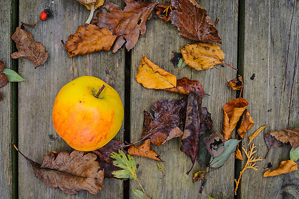 포토 JPG 해외이미지 나무 식물 디자인 계절 음식 백그라운드 컨셉 단풍 잎 농업 다이어트 오렌지 과일 자연 탁자 건강 사람없음 목재 빨간색 초록색 여름 농작물 농장 노란색 바구니 정원 수확 가을 시골 신선 시장 널 사과 먹기 유기농 내추럴 그런지 숙성 엘리먼트 옛날 채식주의자 해외202004 해외포토 웰빙 산업 컬러 가구 재료 모션 생태계 채식 파일형식