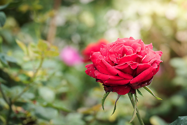 포토 JPG 해외이미지 식물 꽃잎 꽃 줄기 분홍색 잎 꽃무늬 자연 발렌타인데이 사람없음 야외 초록색 햇빛 장미 정원 벚꽃 내추럴 해외202004 해외포토 컬러 무늬 데이이벤트 태양 생태계 파일형식