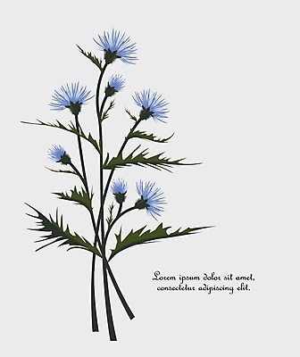 EPS 해외이미지 식물 템플릿 디자인 꽃 실루엣 꽃다발 결혼 백그라운드 잎 꽃무늬 패턴 일러스트 자연 프레임 초원 그래픽 장식 여름 세트 정원 봄 낭만 벚꽃 나뭇가지 축하 인사 약초 인쇄 허브 심볼 그림 초대 엉겅퀴 내추럴 고립 구성 빅토리아 이국적 스코틀랜드 해외202004 해외일러스트 나무 계절 컨셉 무늬 영국 촬영기법 이벤트 예절 풀_식물 생태계 파일형식 벡터