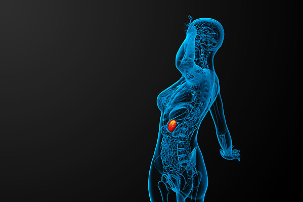 포토 JPG 해외이미지 해부 엑스레이 건강 사람 사람없음 약 진료 환자 오르간 생물학 복근 지라 해외202004 해외포토 교육 의학 근육 건반악기 파일형식