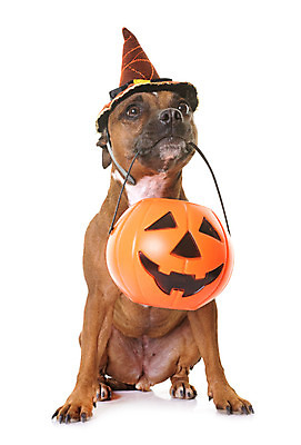 포토 JPG 해외이미지 동물 놀이 호박 사람없음 반려동물 갈색 할로윈 개 흰배경 해외202004 해외포토 컬러 백그라운드 채소 포유류 흰색 파일형식