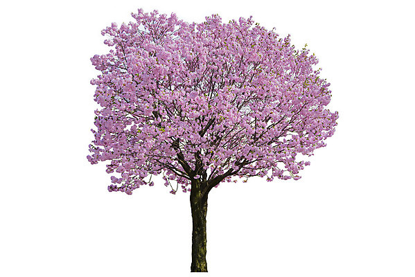 포토 JPG 해외이미지 나무 식물 계절 공원 꽃잎 꽃 줄기 분홍색 백그라운드 잎 꽃무늬 일러스트 자연 사람없음 야외 목재 빨간색 초록색 환경 정원 일본 봄 성장 벚꽃 흰색 나뭇가지 신선 개화 체리 닫기 큼 심볼 내추럴 고립 해외202004 해외포토 공공시설 아시아 컬러 무늬 과일 재료 모션 크기 생태계 파일형식