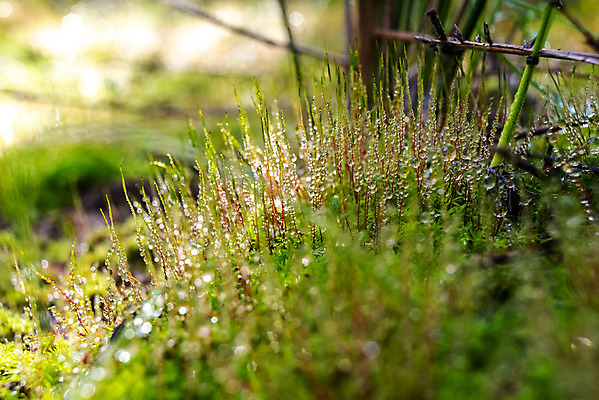 포토 JPG 해외이미지 나무 식물 잎 모션 자연 산 이끼 풍경 사람없음 야외 목재 초록색 물 강 환경 화목 침묵 활발 폭포 젖음 흐름 가을 바위 신선 투명 액체 개울 떨어짐 매끈함 숲 속도 블러 해외202004 해외포토 자연요소 계절 컬러 컨셉 재료 소리 돌_바위 감각 생태계 파일형식