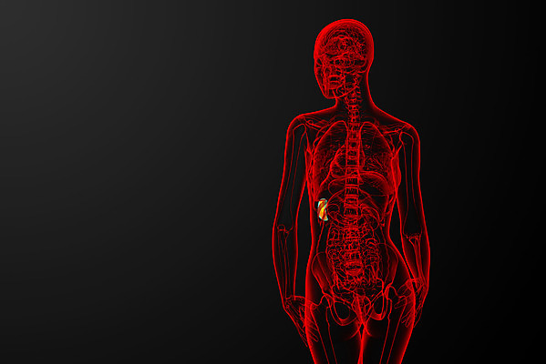 포토 JPG 해외이미지 해부 엑스레이 건강 사람 사람없음 약 진료 환자 오르간 생물학 복근 지라 해외202004 해외포토 교육 의학 근육 건반악기 파일형식