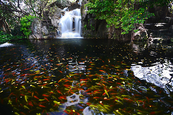 포토 JPG 해외이미지 나무 공원 호수 잎 오렌지 자연 휴식 어류 동양인 풍경 사람없음 초록색 물 평화 정원 일본 중국 폭포 안개 바위 연못 사찰 개울 행운 떨어짐 시원함 암초 잉어 해외202004 해외포토 자연요소 식물 공공시설 아시아 컬러 컨셉 과일 종교건축 날씨 인종 강 수중동물 돌_바위 생태계 파일형식