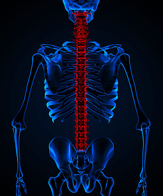 포토 JPG 해외이미지 모양 1 남자 과학 백그라운드 신체 일러스트 해부 뼈 골격 엑스레이 사람 사람없음 그래픽 빨간색 세로 파란색 약 3D 검은색 고통 투명 질병 엉덩이 척추 관절염 생물학 골다공증 몸통 갈비뼈 고립 염증 요통 해외202004 해외포토 교육 감정 컬러 의학 신체부위 디지털합성 허리통증 파일형식