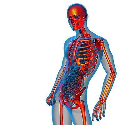 포토 JPG 해외이미지 해부 뼈 골격 엑스레이 건강 사람 사람없음 3D 척추 관절 무릎 테라피 정형외과 해골모형 해외202004 해외포토 의학 병원 신체부위 뷰티 모형 디지털합성 파일형식