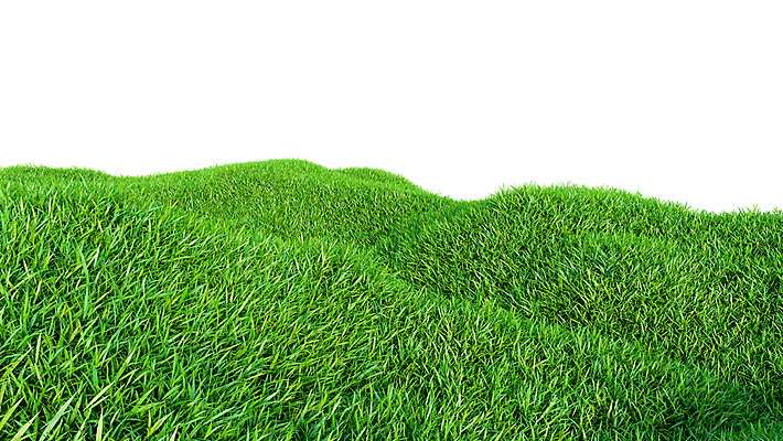 포토 JPG 해외이미지 식물 풍경 잔디 초원 사람없음 야외 초록색 봄 해외202004 해외포토 계절 컬러 파일형식