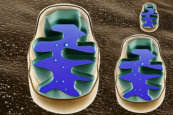 포토 JPG 해외이미지 교육 과학 일러스트 해부 사람 사람없음 3D 횡단보도 확대 DNA 분석 흰배경 생물학 만들기 해외202004 해외포토 백그라운드 컨셉 의학 모션 흰색 보행로 생명공학 디지털합성 파일형식