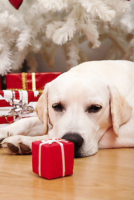 포토 JPG 해외이미지 나무 동물 계절 행복 새끼 컨셉 크리스마스 포유류 선물 근접촬영 사람없음 빨간색 반려동물 축제 축하 표현 기다림 유머 개 리트리버 강아지 래브라도리트리버 이벤트의상 해외202004 해외포토 식물 옷 기념일 감정 뷰포인트 컬러 모션 파일형식