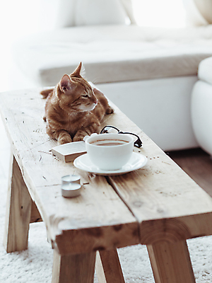 포토 JPG 해외이미지 라이프스타일 디자인 커피 휴식 바닥 주택 실내 사람없음 내부 컵 반려동물 소파 고양이 카펫 방 머그컵 흰색 코코아 리빙 안락 해외202004 해외포토 동물 식기 음료 컬러 컨셉 의자 포유류 건물 생활 파일형식