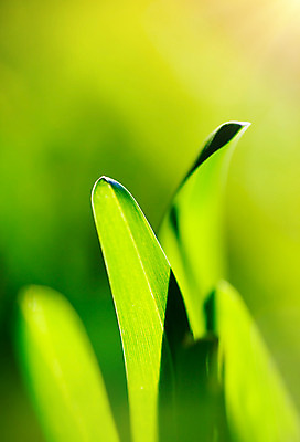 포토 JPG 해외이미지 식물 계절 백그라운드 잎 패턴 밭 자연 벽지 추상 잔디 사람없음 야외 초록색 햇빛 환경 정원 화목 봄 활발 성장 신선 소프트포커스 허브 순수 에코 생물학 부드러움 내추럴 생태학 해외202004 해외포토 교육 컬러 컨셉 무늬 농업 촬영기법 태양 감각 생태계 파일형식