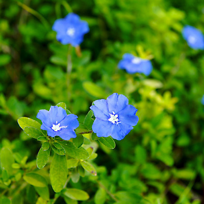 포토 JPG 해외이미지 식물 계절 공원 꽃잎 꽃 야생동물 줄기 백그라운드 잎 자연 사람없음 야외 초록색 파란색 정원 봄 들꽃 벚꽃 그룹 숲 작음 간 아네모네 해외202004 해외포토 동물 공공시설 컬러 장기 크기 생태계 파일형식