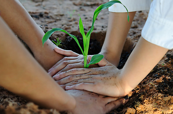 포토 JPG 해외이미지 나무 식물 손 잎 사람 취미 야외 빛 새싹 정원 원예 정원가꾸기 해외202004 해외포토 신체부위 파일형식