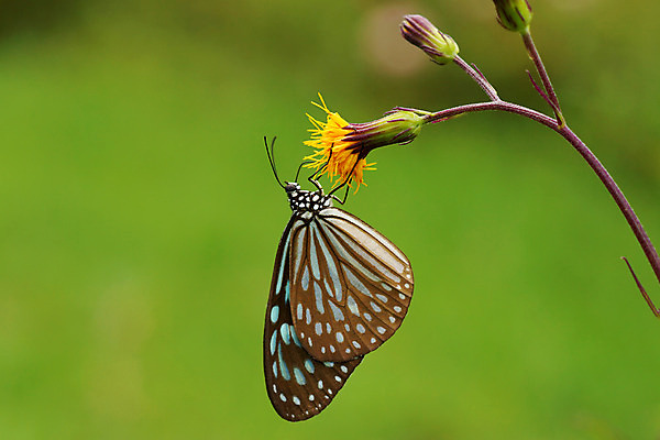 포토 JPG 해외이미지 식물 동물 계절 공원 꽃잎 꽃 분홍색 나비 곤충 백그라운드 잎 꽃무늬 패턴 신체 오렌지 자연 사람없음 야외 세로 초록색 파란색 빛 컬러풀 햇빛 노란색 정원 봄 벚꽃 최고 우아함 닫기 벌레 만족 싱글 원예 거인 내추럴 동물상 해외202004 해외포토 공공시설 감정 컬러 컨셉 무늬 과일 모션 취미 태양 조형물 생태계 파일형식