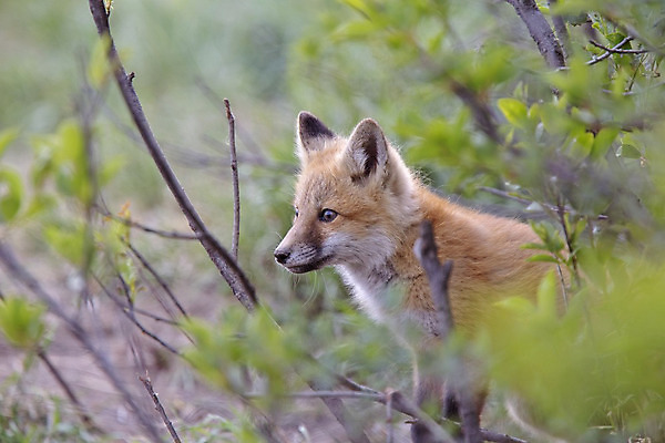 포토 JPG 해외이미지 주간 한마리 야생동물 사람없음 야외 아웃포커스 소프트포커스 여우 해외202004 해외포토 자연요소 동물 1 포유류 촬영기법 파일형식