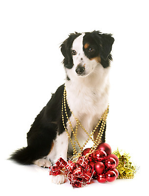 포토 JPG 해외이미지 동물 컨셉 크리스마스 사람없음 장식 반려동물 미니어처 장식볼 개 강아지 흰배경 이벤트의상 삼색 해외202004 해외포토 옷 기념일 백그라운드 포유류 모형 흰색 파일형식