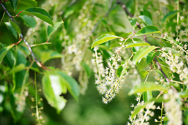 포토 JPG 해외이미지 나무 식물 계절 백그라운드 잎 패턴 자연 추상 사람없음 야외 초록색 물 빛 환경 정원 스파 봄 활발 성장 물방울 나뭇가지 신선 떨어짐 숲 이슬 빗방울 묘사 에코 유기농 질감 정맥 내추럴 생태학 해외202004 해외포토 자연요소 웰빙 교육 컬러 컨셉 무늬 비_날씨 생태계 혈관 파일형식
