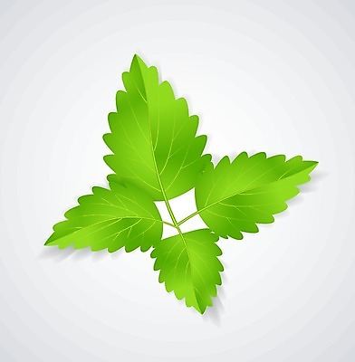 EPS 해외이미지 모양 식물 디자인 배너 음식 백그라운드 컨셉 잎 일러스트 자연 건강 요리 미술 그래픽 초록색 빛 세트 약 주방 봄 신선 칵테일 양념 차 상품 먹기 민트 허브 심볼 오브젝트 에코 유기농 향기 아로마 내추럴 고립 생태학 엘리먼트 해외202004 스피아민트 해외일러스트 웰빙 계절 교육 음료 컬러 의학 모션 문화예술 주류 환경 생태계 냄새 파일형식 벡터