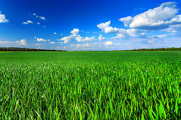포토 JPG 해외이미지 구름 줄기 밭 농업 자연 벽지 하늘 날씨 풍경 잔디 초원 사람없음 초록색 여름 파란색 햇빛 태양 농장 농경지 농사 맑음 봄 수확 성장 시골 시리얼 밀 조경 장면 밭일 수평선 세련 해외202004 해외포토 자연요소 식물 계절 산업 음식 컬러 곡류 생태계 파일형식