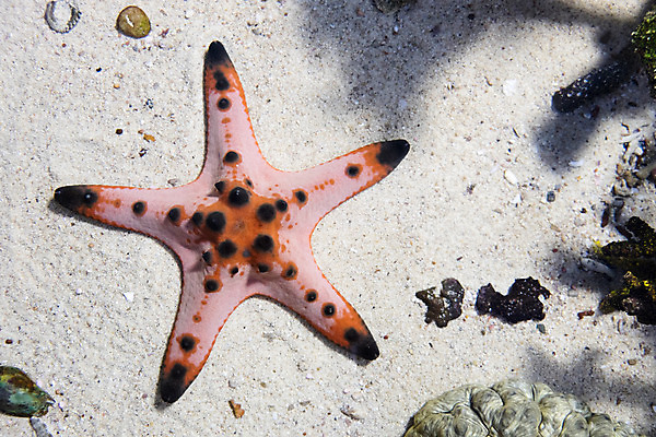 포토 JPG 해외이미지 동물 디자인 별 야생동물 모래 바다 과학 백그라운드 패턴 자연 연체동물 어류 사람없음 우주 수중 산호 묘사 만족 질감 암초 고립 해외202004 해외포토 자연요소 감정 무늬 무척추동물 수중동물 자포동물 생태계 파일형식