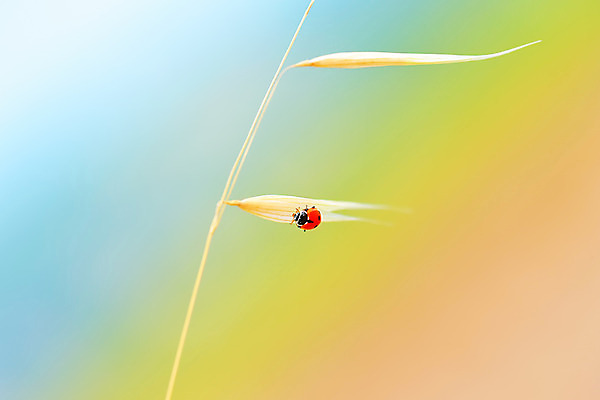 포토 JPG 해외이미지 식물 동물 문화 야생동물 음식 줄기 곤충 백그라운드 밭 농업 오렌지 자연 건조 씨앗 사람없음 야외 빨간색 여름 파란색 농작물 노란색 정원 맑음 수확 가을 시골 황금 벌레 작음 낟알 시리얼 밀 딱정벌레 무당벌레 스파이크 동물상 밭일 숙성 호밀 해외202004 해외포토 계절 산업 컬러 과일 날씨 곡류 조형물 크기 생태계 파일형식