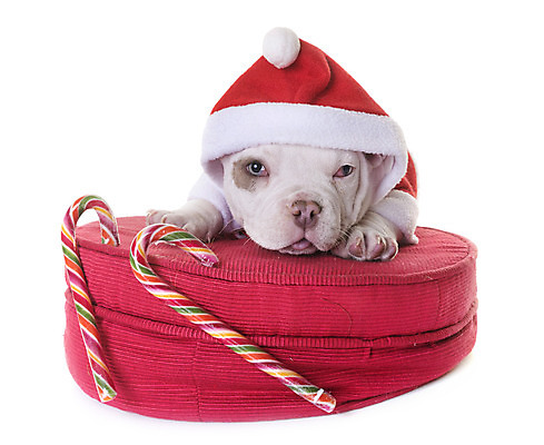 포토 JPG 해외이미지 동물 컨셉 쿠션 크리스마스 산타모자 사람없음 빨간색 반려동물 개 강아지 흰배경 불독 이벤트의상 해외202004 해외포토 모자_잡화 옷 기념일 컬러 백그라운드 포유류 흰색 파일형식