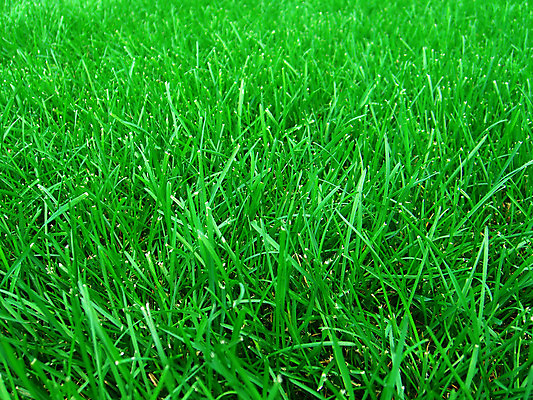 포토 JPG 해외이미지 나무 식물 1 공원 선 스포츠 잎 무늬 밭 공 자연 놀이 하늘 프레임 풍경 잔디 사람없음 야외 초록색 갈색 문 검은색 축구 경쟁 경기장 게임 놀이터 강의 심볼 오브젝트 대문 지역 내추럴 골 플레이어 해외202004 해외포토 공공시설 컬러 컨셉 농업 스포츠시설 구기 생태계 파일형식