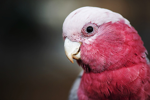 포토 JPG 해외이미지 동물 야생동물 분홍색 날개 자연 조류 사람없음 빨간색 호주 부리 내추럴 해외202004 해외포토 컬러 오세아니아 생태계 파일형식