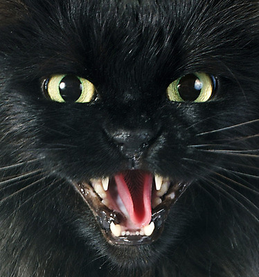 포토 JPG 해외이미지 동물 긴머리 사람없음 초록색 반려동물 검은색 고양이 분노 입 폭력 치아 위험 흰배경 불만 고립 해외202004 무례 해외포토 헤어스타일 감정 컬러 백그라운드 컨셉 포유류 신체부위 흰색 소화기관 사회이슈 파일형식
