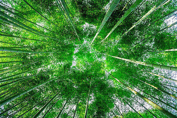포토 JPG 해외이미지 나무 식물 공원 아시아 문화 길 선 줄기 백그라운드 잎 자연 하늘 아침 동양인 풍경 사람없음 야외 목재 초록색 빛 햇빛 태양 환경 정원 일본 중국 침묵 성장 나뭇가지 신선 숲 대나무 장면 내추럴 교토 해외202004 해외포토 주간 자연요소 공공시설 나라 컬러 재료 인종 소리 생태계 파일형식
