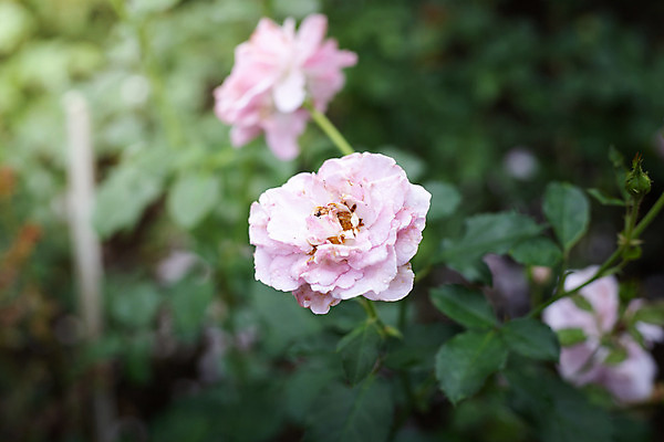 포토 JPG 해외이미지 식물 꽃잎 꽃 줄기 분홍색 잎 꽃무늬 자연 발렌타인데이 사람없음 야외 초록색 햇빛 장미 정원 벚꽃 내추럴 해외202004 해외포토 컬러 무늬 데이이벤트 태양 생태계 파일형식