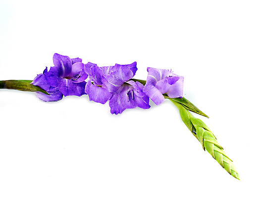 포토 JPG 해외이미지 식물 1 꽃잎 꽃 백그라운드 밭 가족 사람없음 세로 파란색 머리 추위 벚꽃 흰색 개화 칼 큼 자르기 오브젝트 싱글 슛 붓꽃 고립 깊이 해외202004 해외포토 컬러 농업 관계 모션 신체부위 크기 파일형식