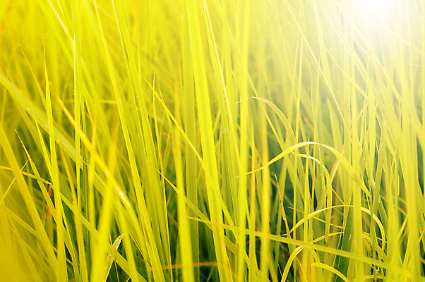 포토 JPG 해외이미지 나무 식물 계절 공원 백그라운드 잎 자연 건강 풍경 사람없음 가로 빨간색 초록색 여름 빛 평화 우주 정원 화목 봄 활발 성장 덮개 가을 시골 신선 묘사 함선 내추럴 강렬 고립 구성 생태학 세련 해외202004 해외포토 공공시설 교육 컬러 컨셉 배_교통 뚜껑 생태계 파일형식